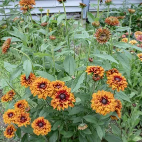 Cherokee Sunset Rudbeckia