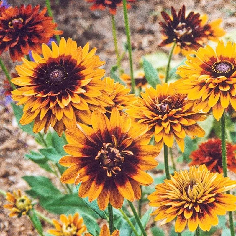 Cherokee Sunset Rudbeckia